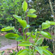 Persimmon tree starting to leaf out in March.